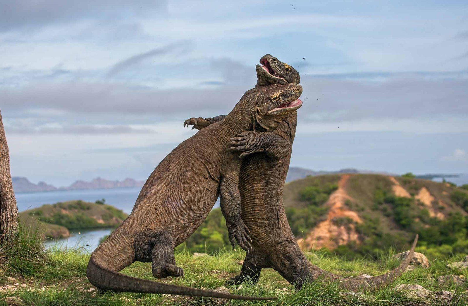 pemprov ntt komodo