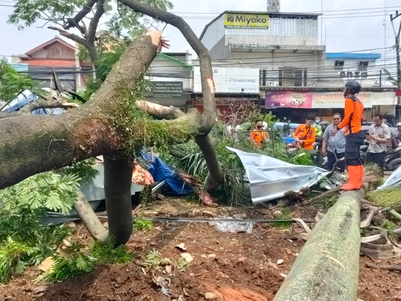 Pohon Tumbang Hantam Satu